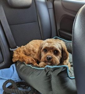 Can I Take my Dog to France from UK